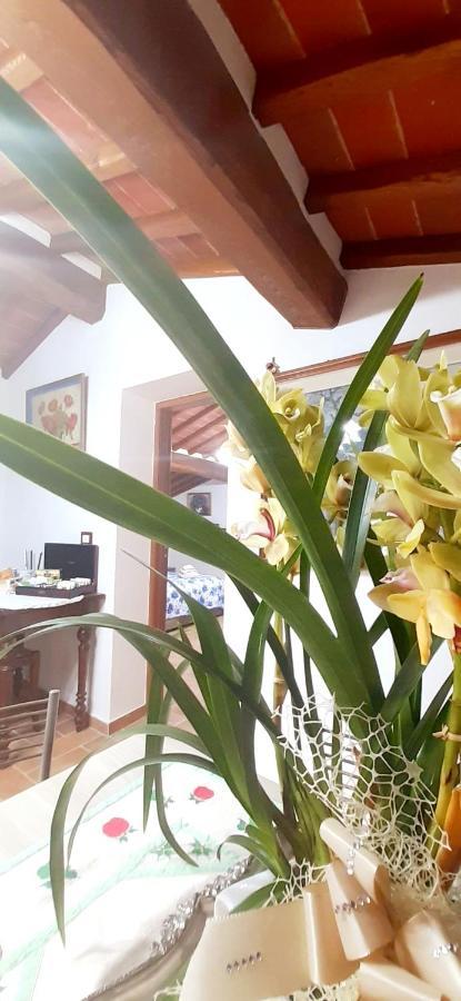 Mansarda Degli Ulivi Apartamento Rigomagno Exterior foto